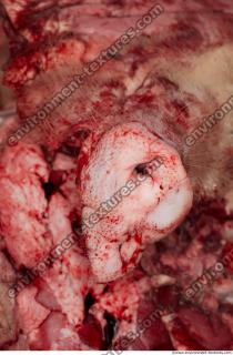 Photo Textures of RAW Pork Meat